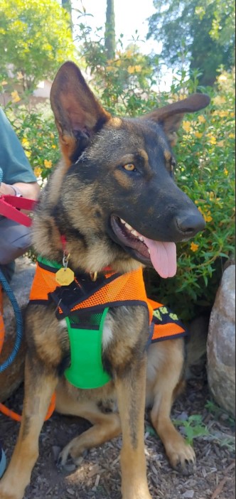 Teddy (renamed Bear)